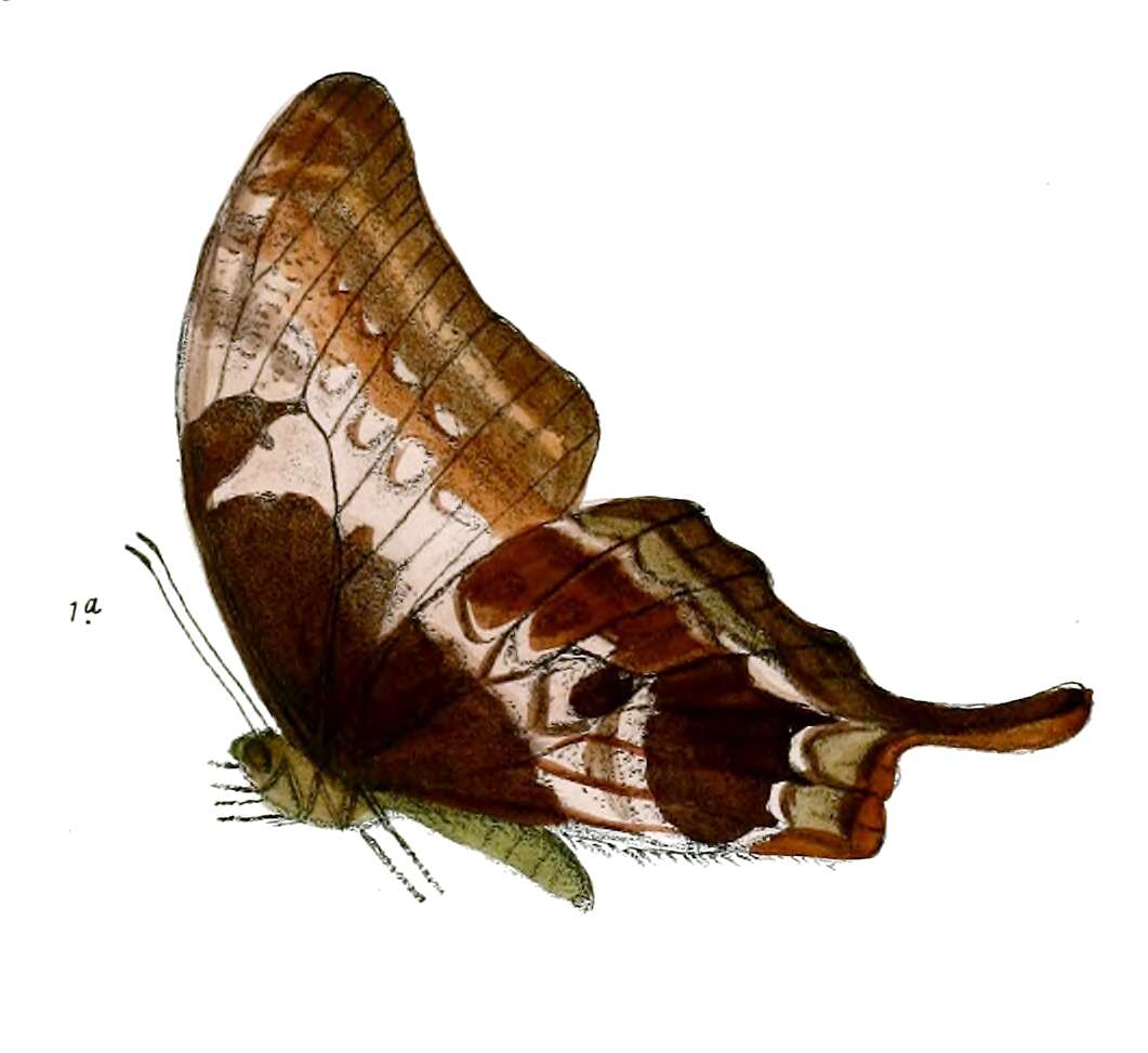 Image of Meandrusa sciron (Leech 1890)