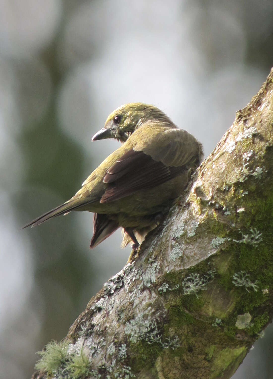 Image of Palm Tanager