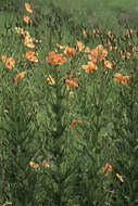 Image of Orange poppy