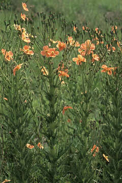 Image of Orange poppy