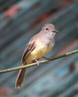 Image of Panama Flycatcher