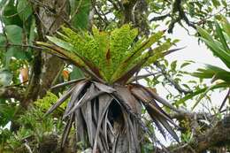 Imagem de Werauhia kupperiana (Suess.) J. R. Grant