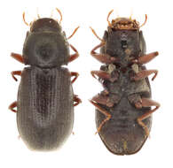 Image of long-toed water beetles