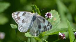 Image of Checkered White