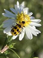 Image of Spotted Cucumber Beetle