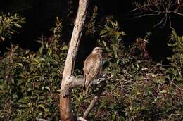 Image of Eastern Buzzard