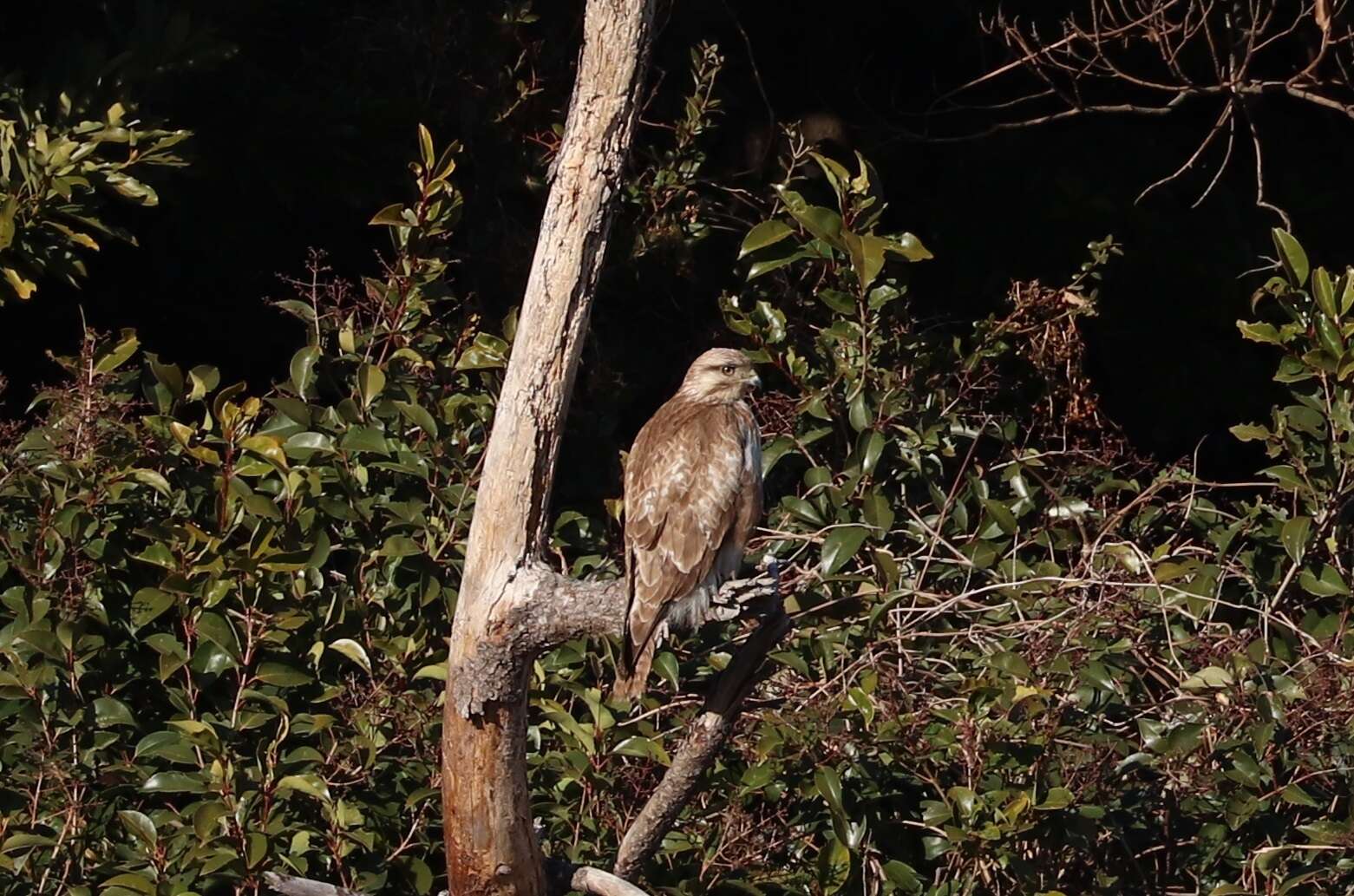 Image of Eastern Buzzard