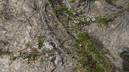 Image of Leptospermum arachnoides Gaertner