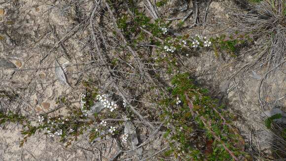 Image of Leptospermum arachnoides Gaertner