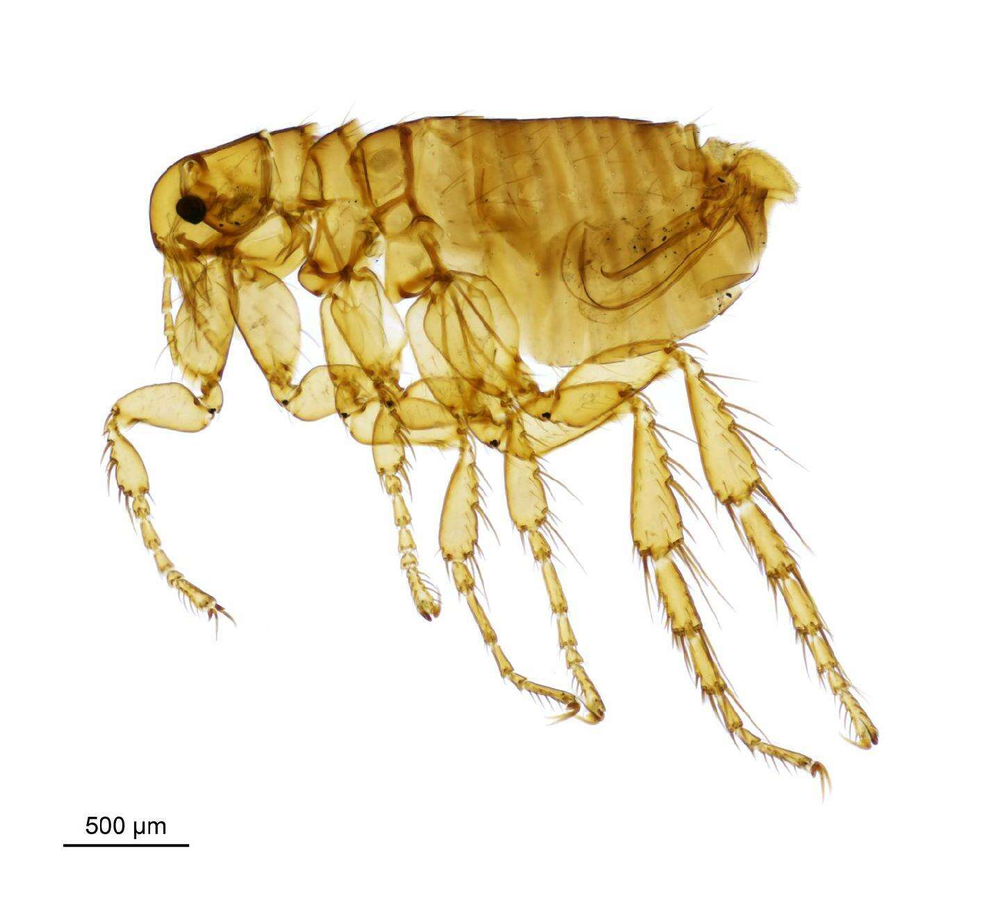 Image of Hedgehog flea