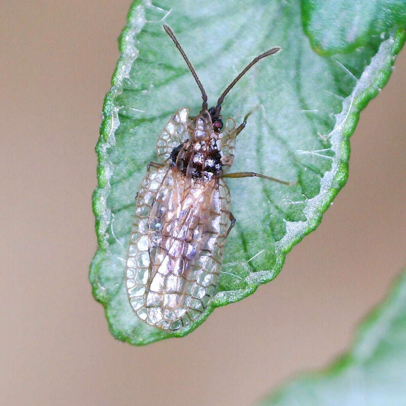 Image of Foliaceous Lace Bug