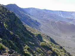 Image of alpine mirrorplant