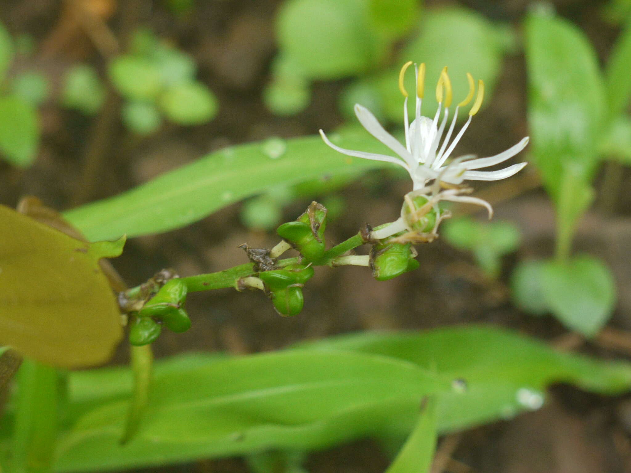 Image of Chlorophytum borivilianum Santapau & R. R. Fern.