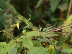 Hibiscus vitifolius L.的圖片