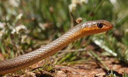 Psammophis brevirostris Peters 1881的圖片