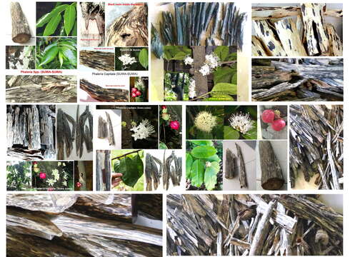 Image of Phaleria capitata Jack