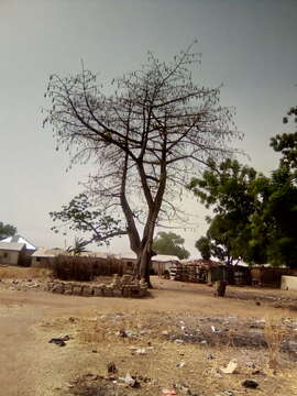 Image of kapoktree