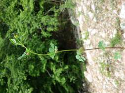 Слика од Medicago truncatula Gaertn.