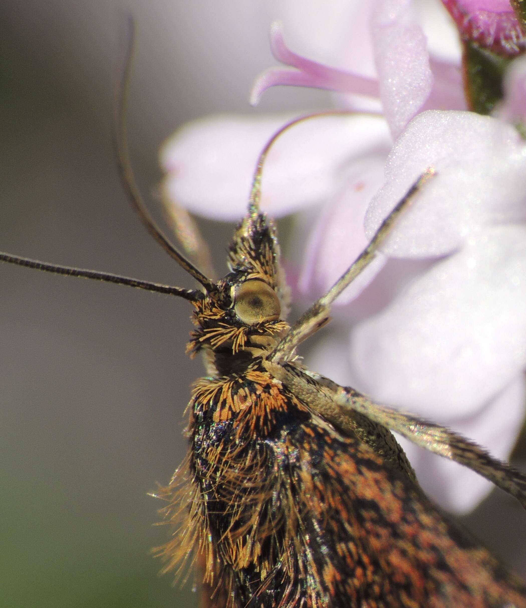 Image of Mint moth