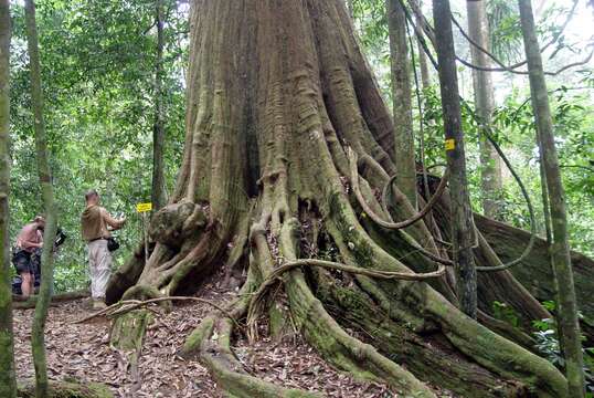 Neobalanocarpus resmi