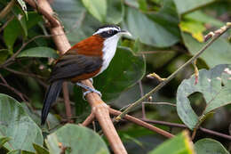 صورة Pomatorhinus montanus Horsfield 1821