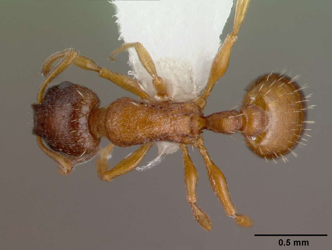 Image of Temnothorax tuberum