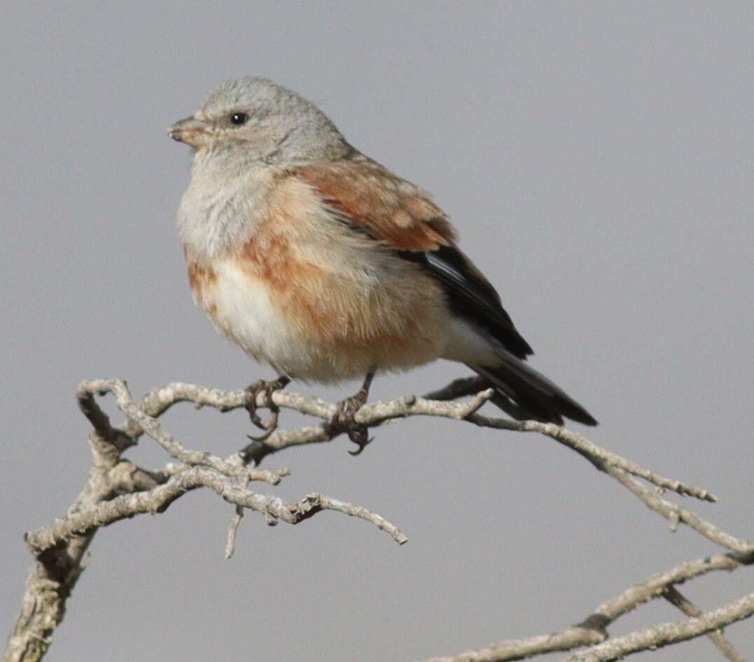 Image of Yemen Linnet