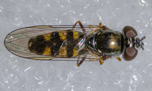 Image of <i>Platycheirus trichopus</i>