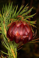 Image of Protea nana (Berg.) Thunb.