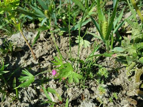 Image of cut-leaved cranesbill