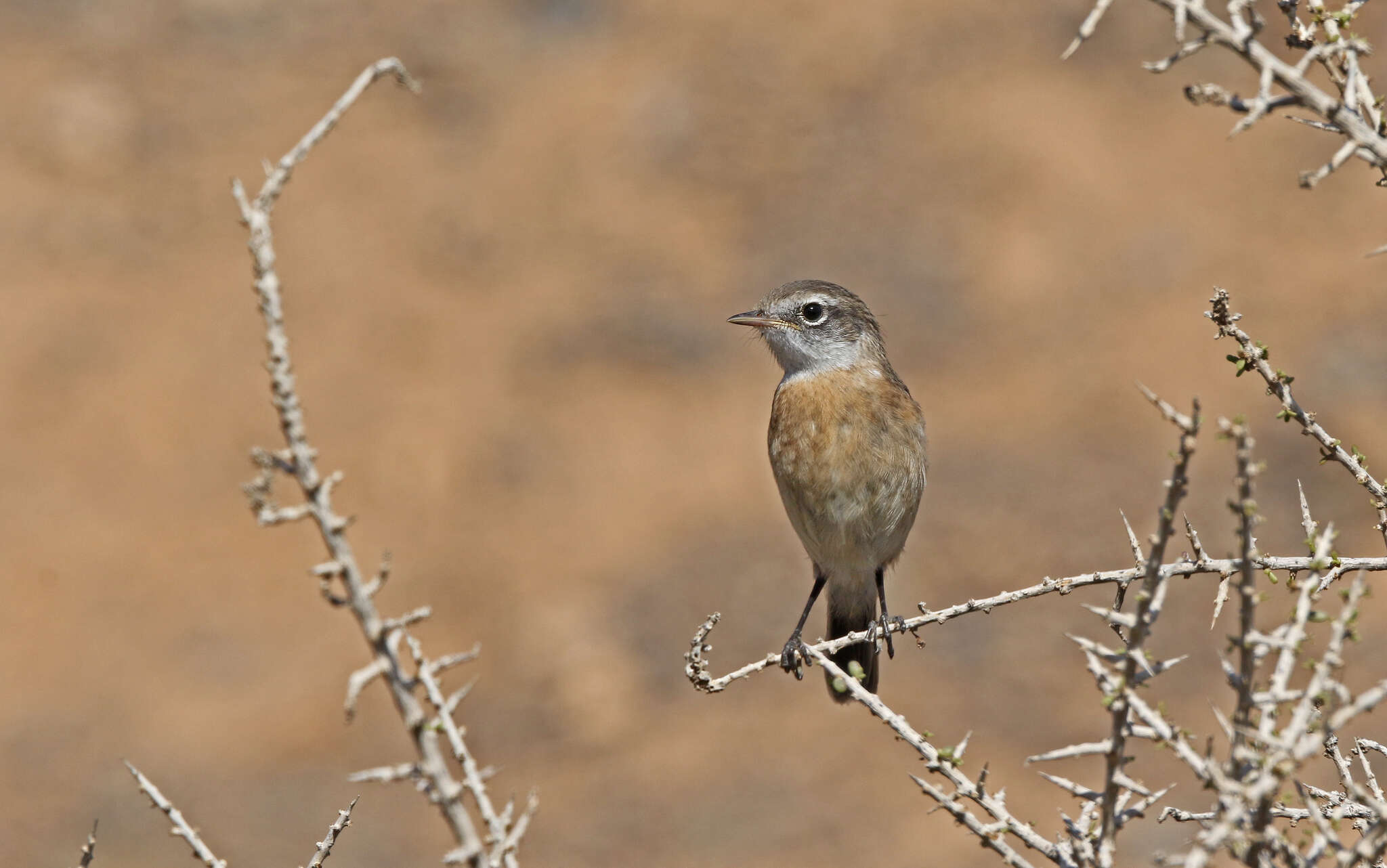 Image of Canary Chat