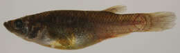 Image of Spotfin Killifish