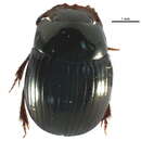 Image of Scarab beetle