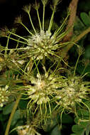 Image of Flat-crown Albizia