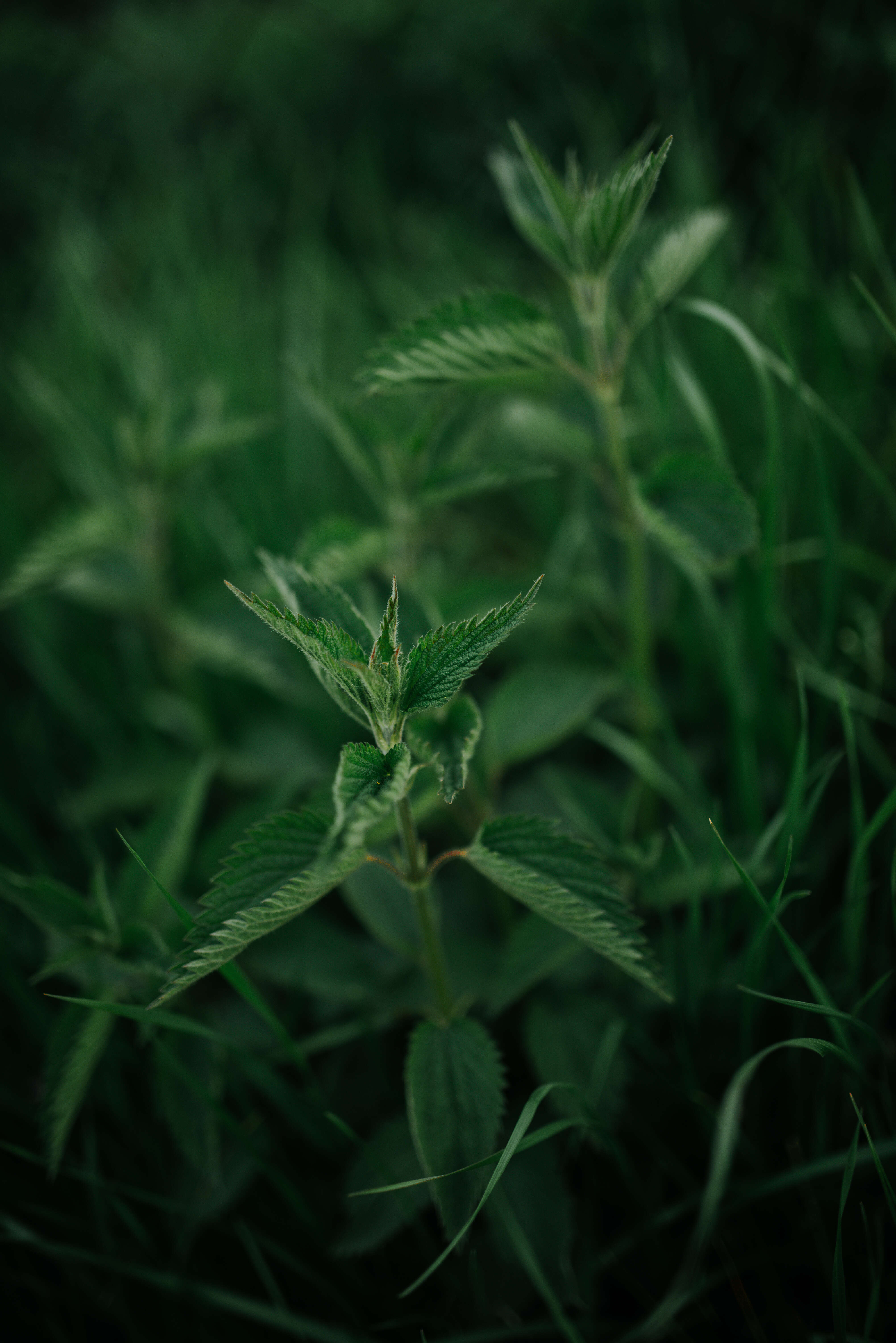 Image of nettle