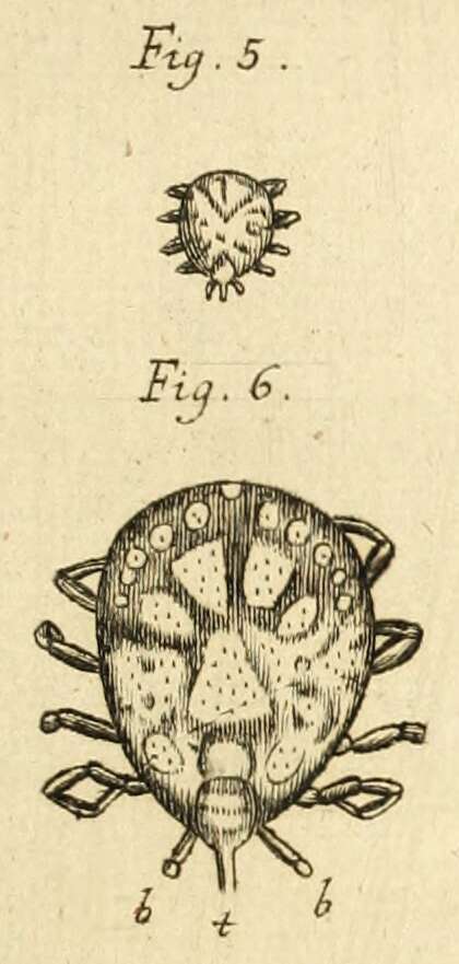 Sivun Amblyomma rhinocerotis (de Geer 1778) kuva