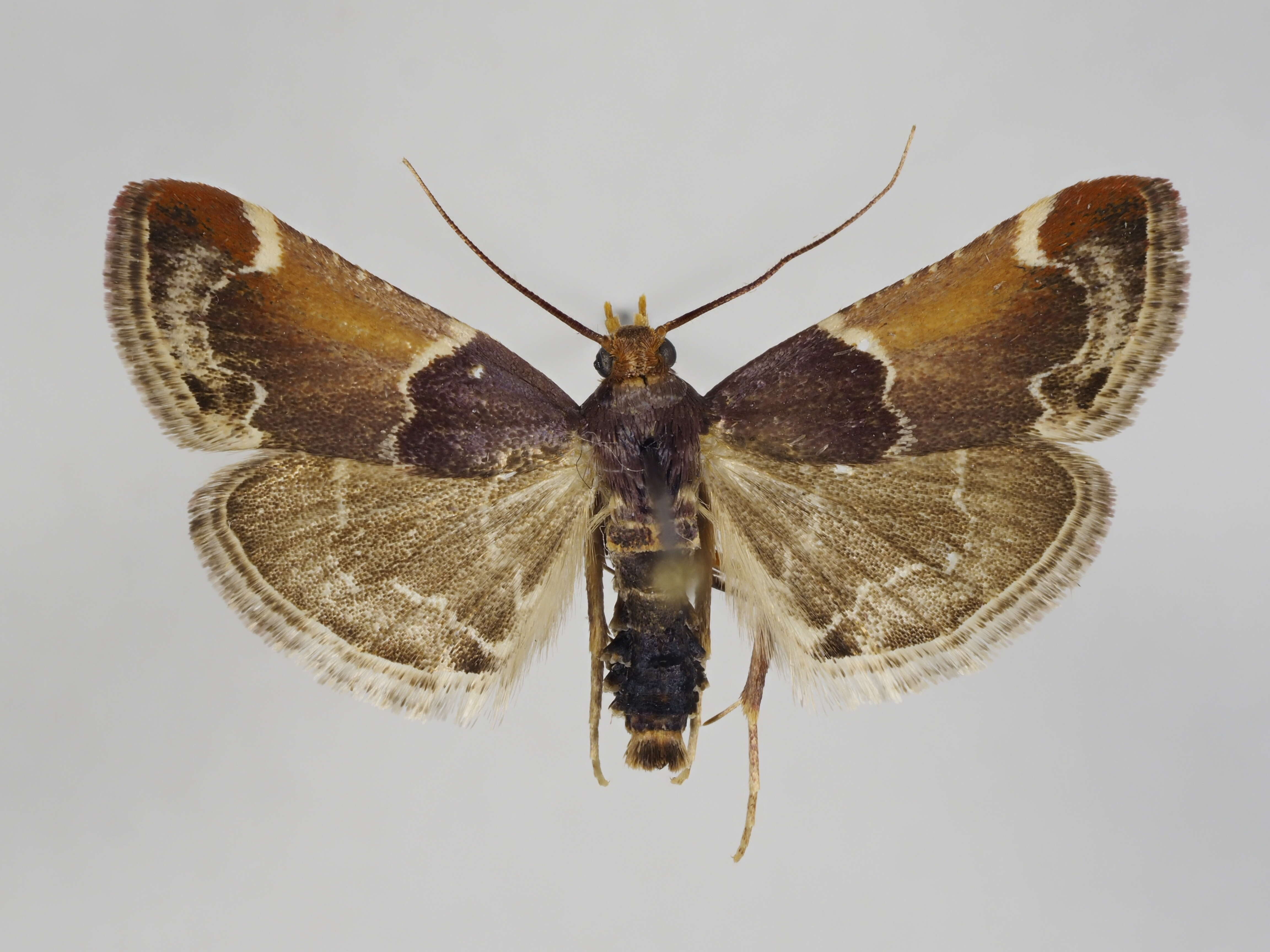 Pyralis lienigialis Zeller 1843 resmi