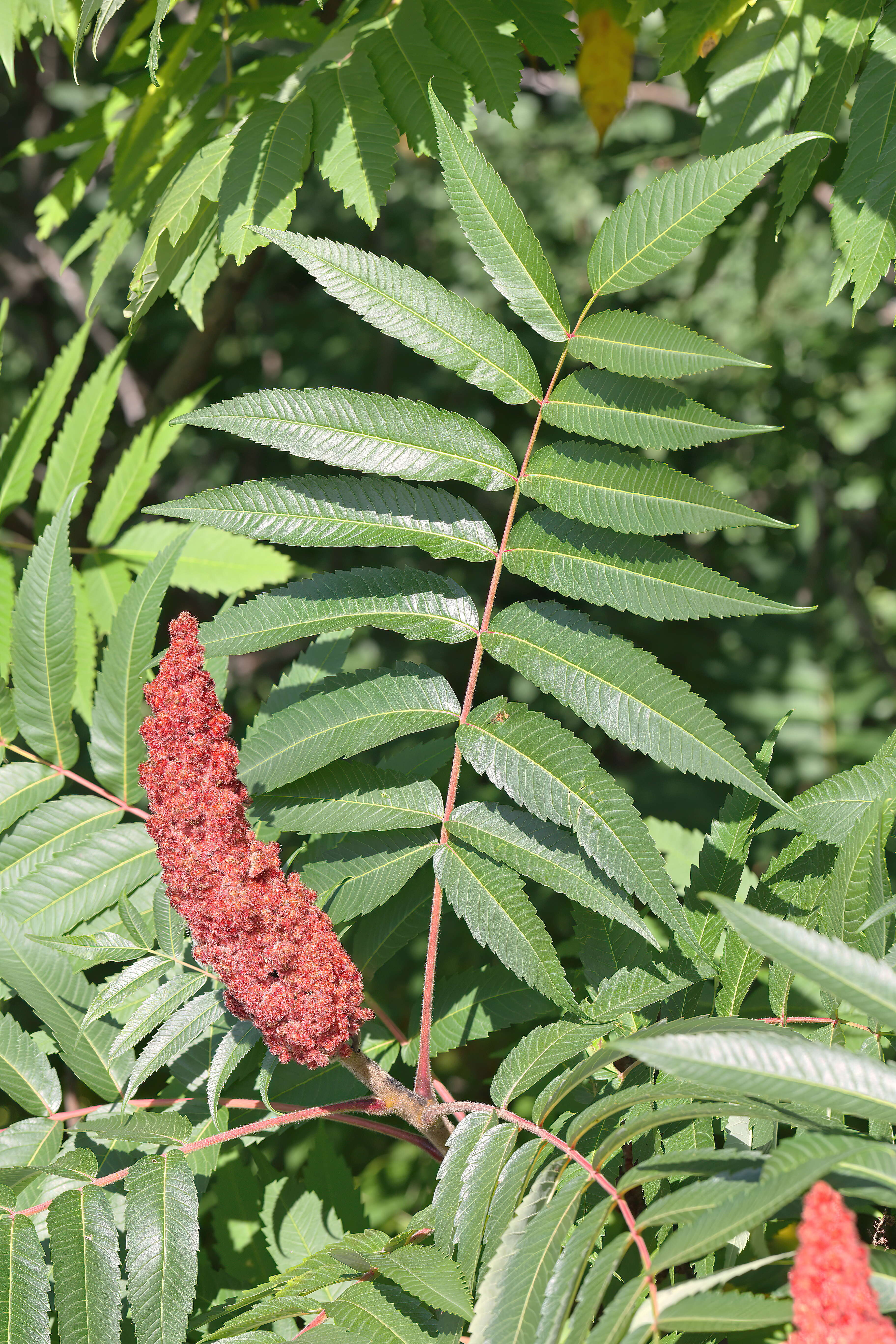 Image of staghorn sumac