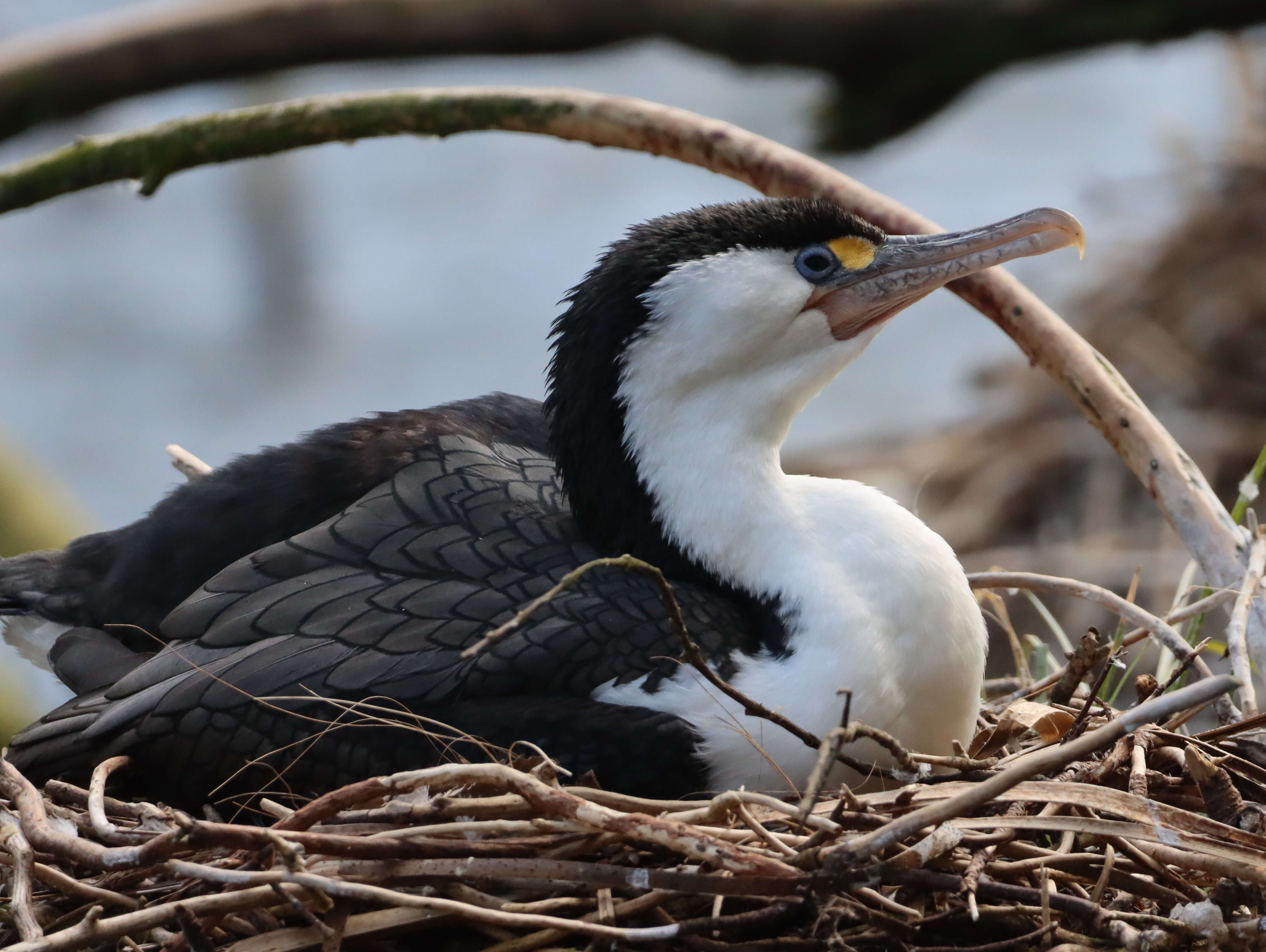 Image of Australian Pied Cormorant