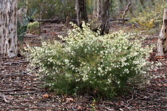 Imagem de Grevillea biternata Meissn.