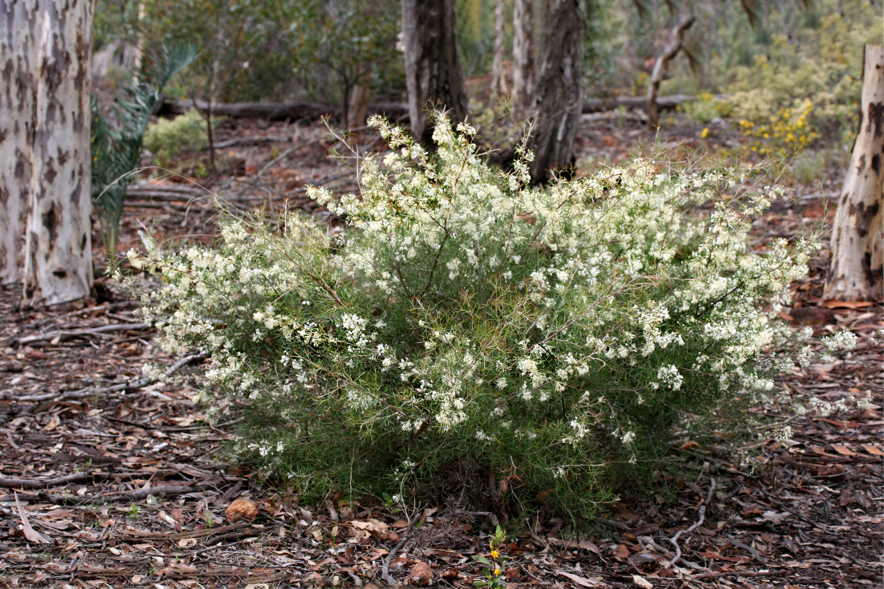 Imagem de Grevillea biternata Meissn.