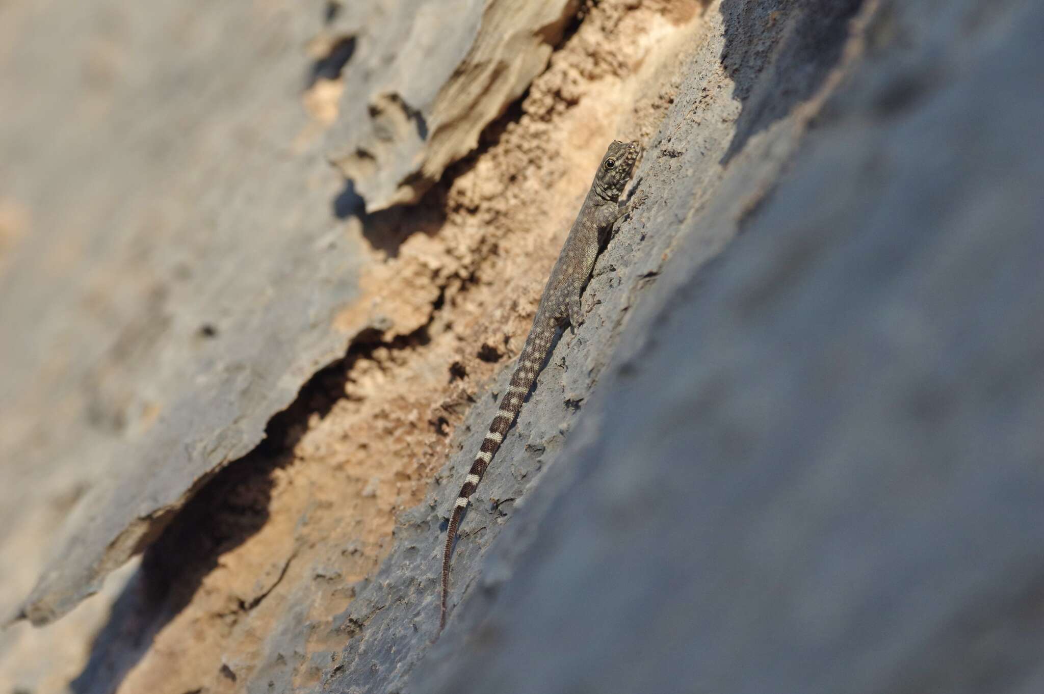 Image of Oman Rock Gecko