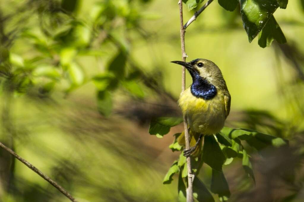 Image of Plain-backed Sunbird