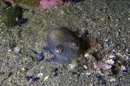 Image of Pacific Bobtail Squid