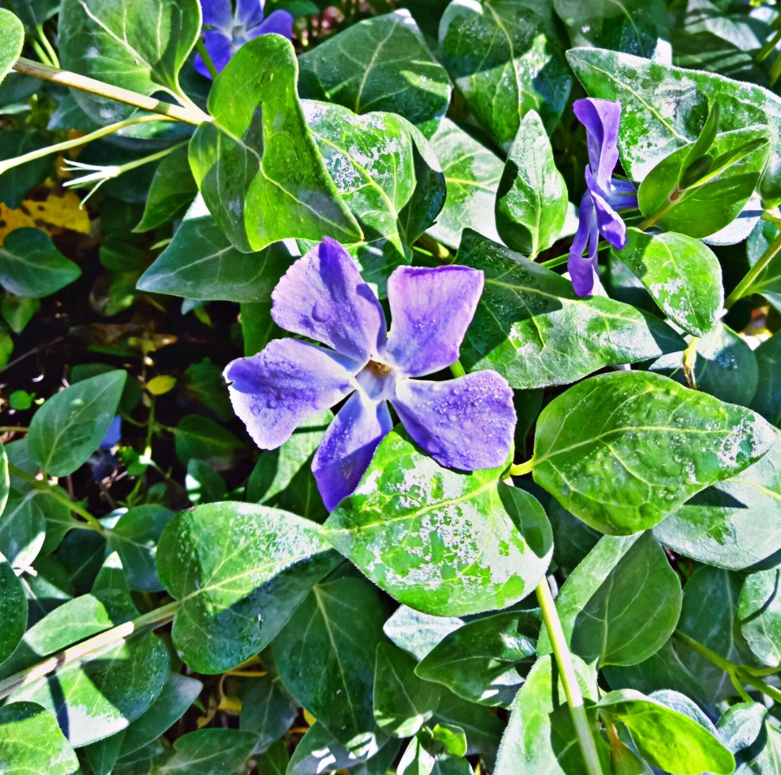 Image of Greater Periwinkle