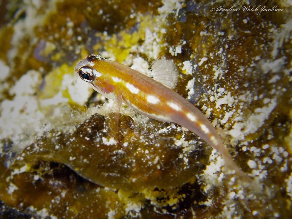 Image of Glass Goby