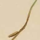 Image of Coleophora ornatipennella Hübner 1796