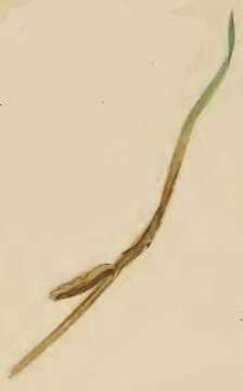 Image de Coleophora ornatipennella Hübner 1796