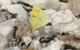 Image of clouded yellow