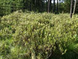 Imagem de Rhododendron tomentosum (Stokes) Harmaja